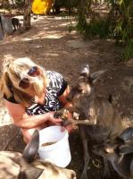 Amazing kangaroo experience!  - review image 1