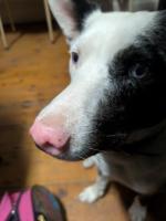 SA Ambulance volunteers, Pinnaroo crew end of year work dinner. - review image 3